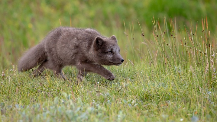 Polarfuchs